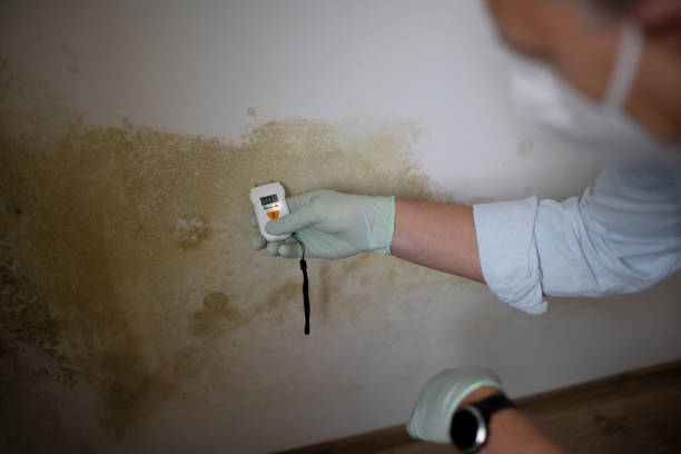 Best Localized Mold Remediation (e.g., coastal areas, humid climates) in Ransom Canyon, TX