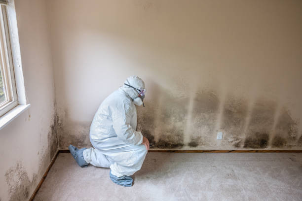 Best Crawl Space Mold Remediation in Ransom Canyon, TX