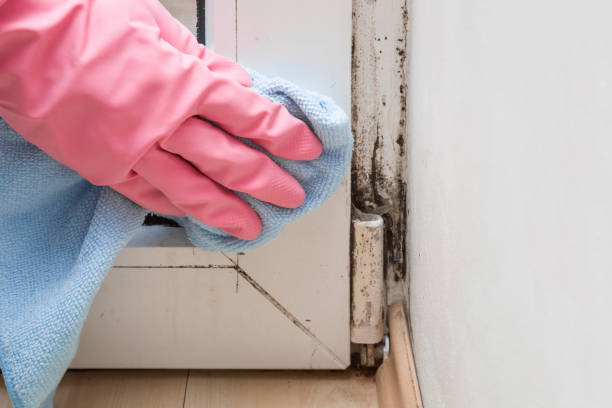 Best Industrial Mold Remediation in Ransom Canyon, TX