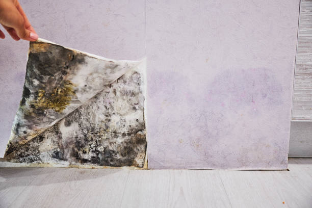 Best Residential Mold Remediation in Ransom Canyon, TX